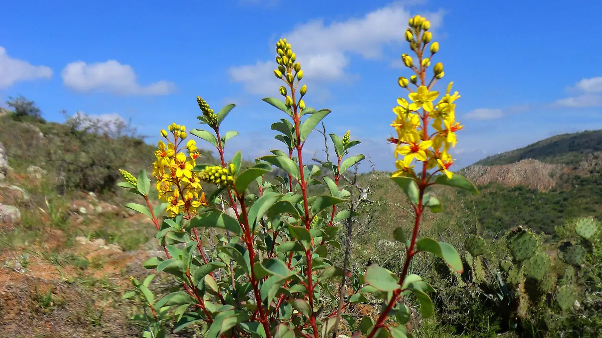 desiertos naturaleza medio ambiente 